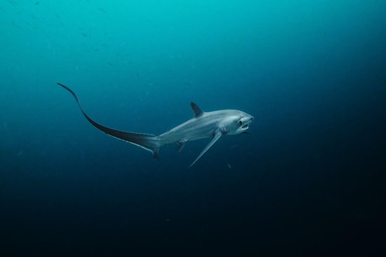 Cannot view this image? Visit: https://images.newsfilecorp.com/files/7768/291987_87be5c4ff43a8952_001.jpg