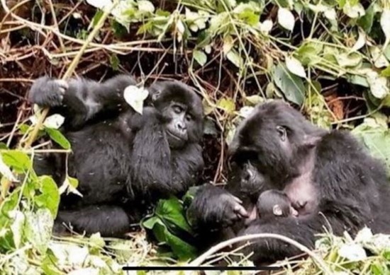 Cannot view this image? Visit: https://images.newsfilecorp.com/files/8568/182217_prodigyimage2_550.jpg