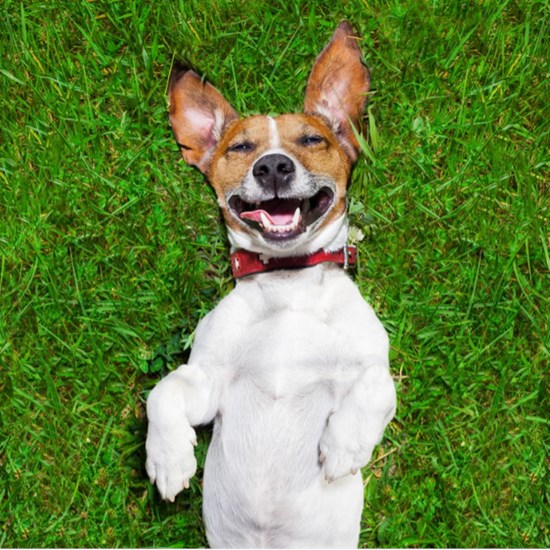 Cannot view this image? Visit: https://images.newsfilecorp.com/files/8814/277707_0f8c2a4314130a95_003.jpg